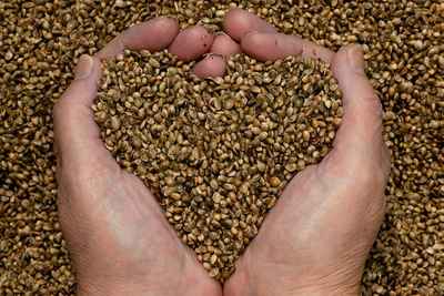 Hemp-seeds-hands